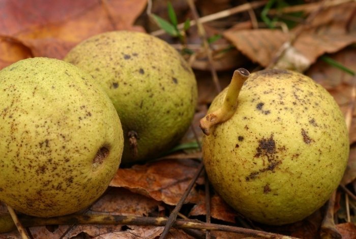 How to Make Black Walnut Powder