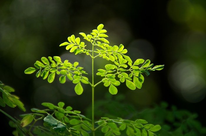 Benefits of Moringa Seeds