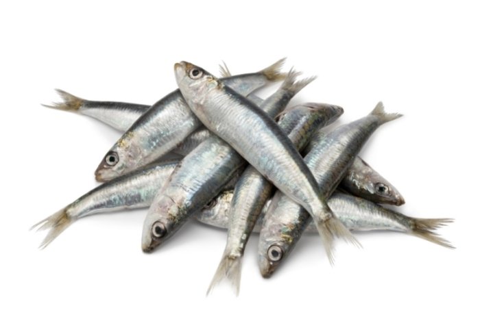 What Are Sardines