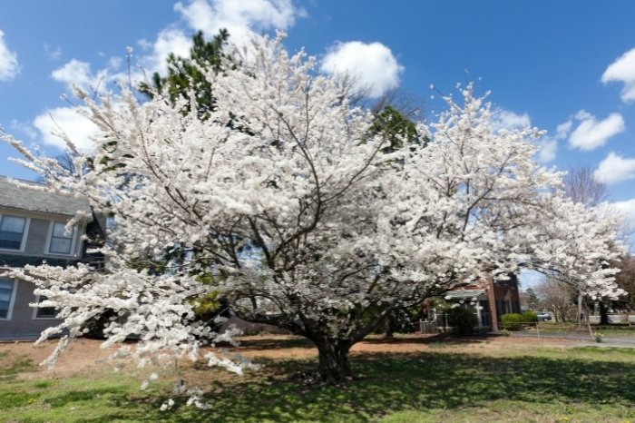 Bradford Pear Tree Life Span