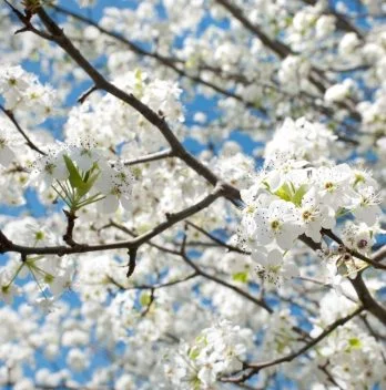 Bradford Pear Tree Lifespan