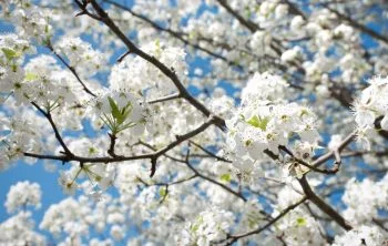 Bradford Pear Tree Lifespan