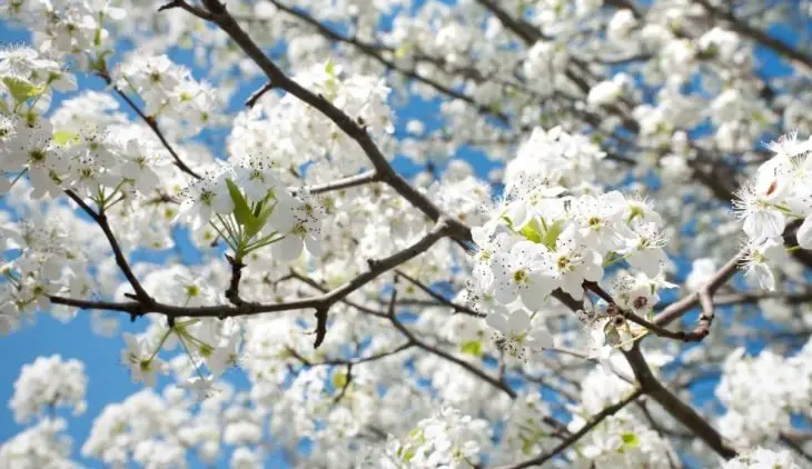 Bradford Pear Tree Lifespan