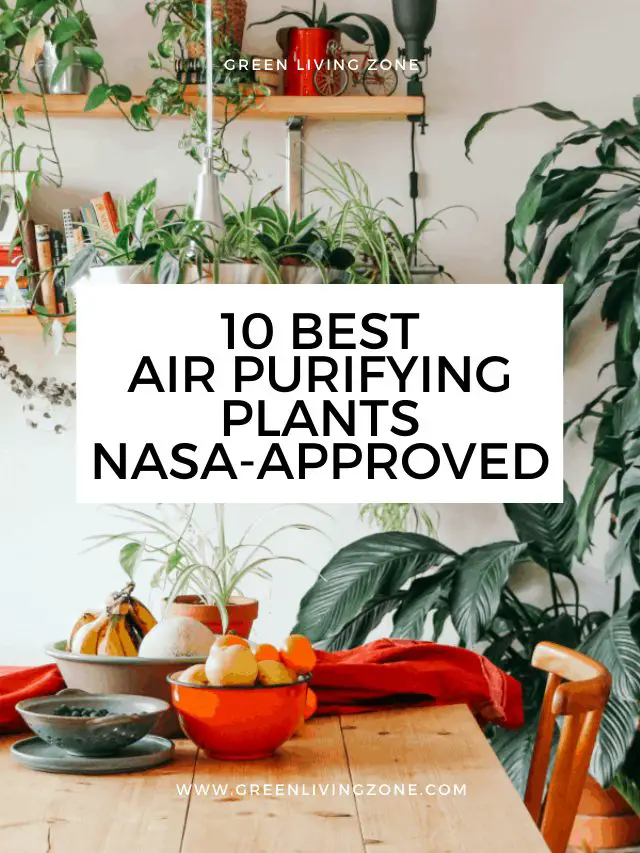 10 Best Air Purifying Plants NASA-approved