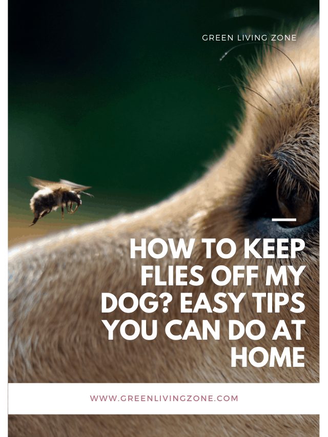 How to Keep Flies Off my Dog? Easy Tips You Can Do at Home