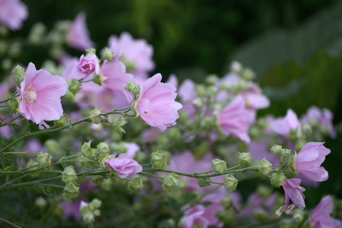 What Is Marshmallow Plant