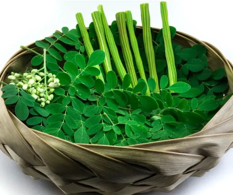 what-is-moringa-called-in-hindi-green-living-zone