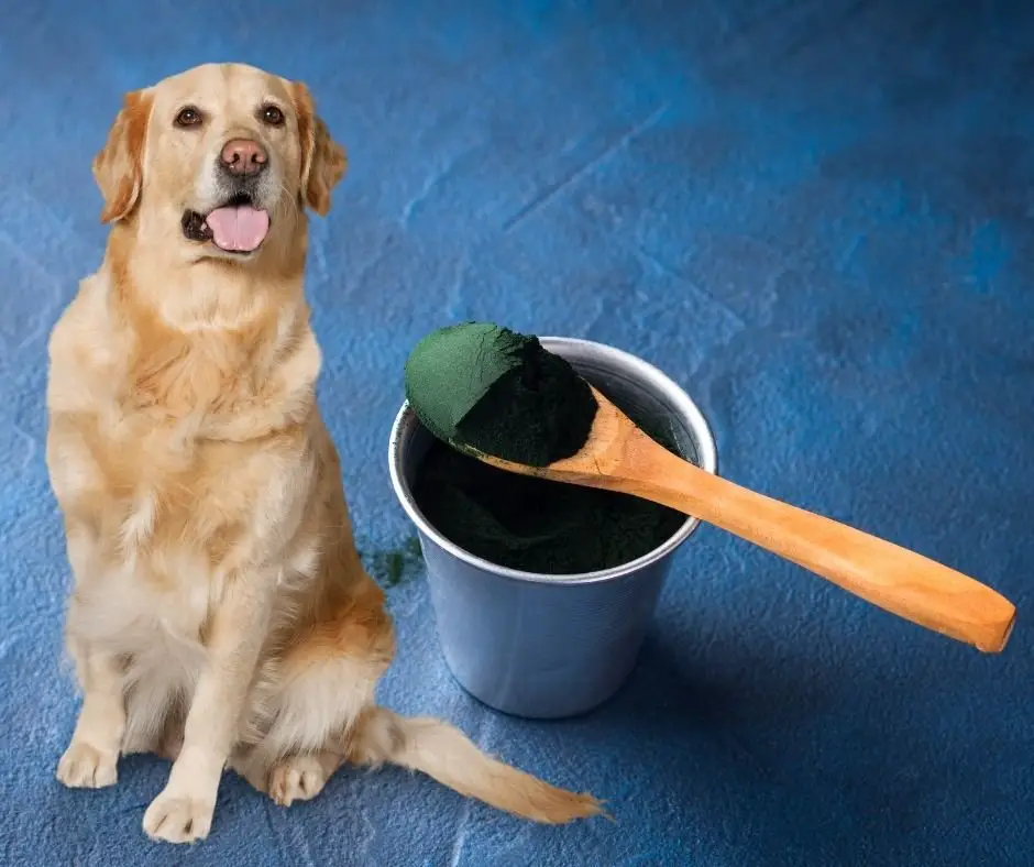 How Much Spirulina For Dogs? Green Living Zone