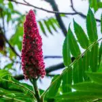 The Shocking Facts Of Staghorn Sumac Medicinal Uses