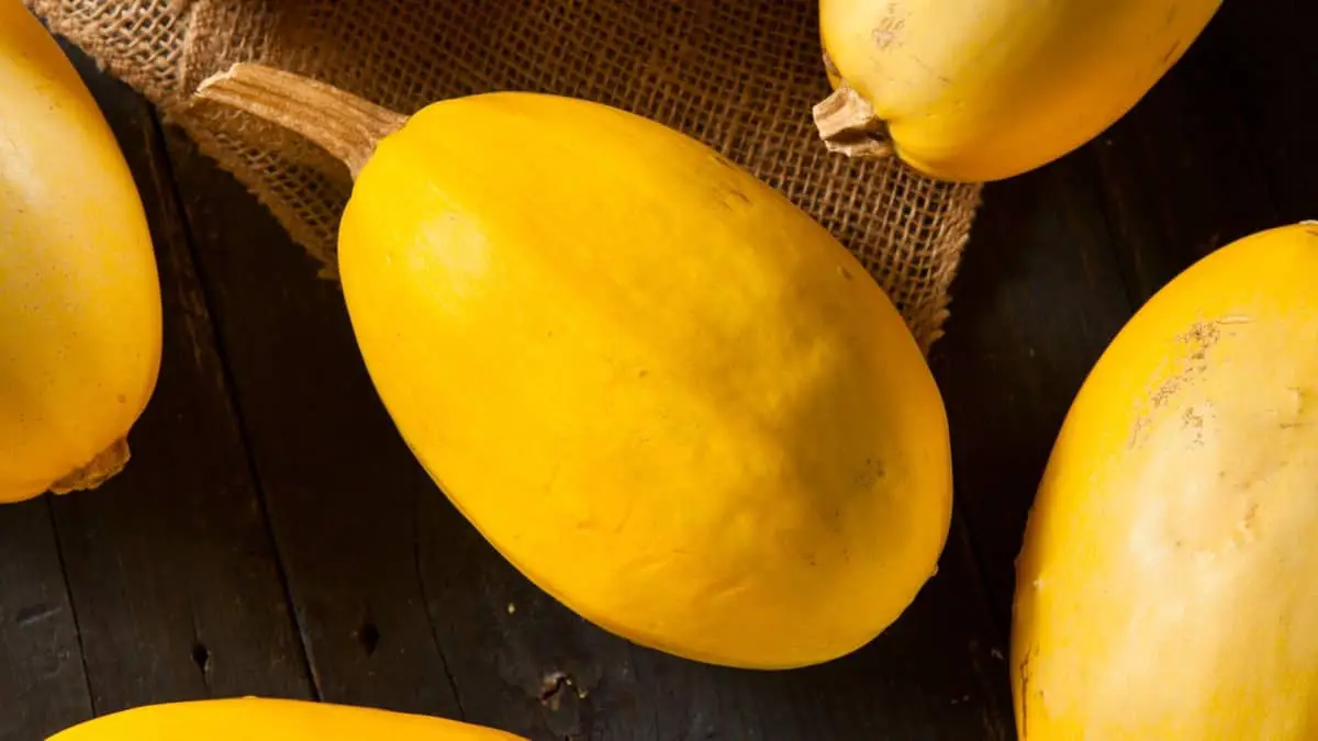 What Does A Ripe Spaghetti Squash Look Like Read Now!