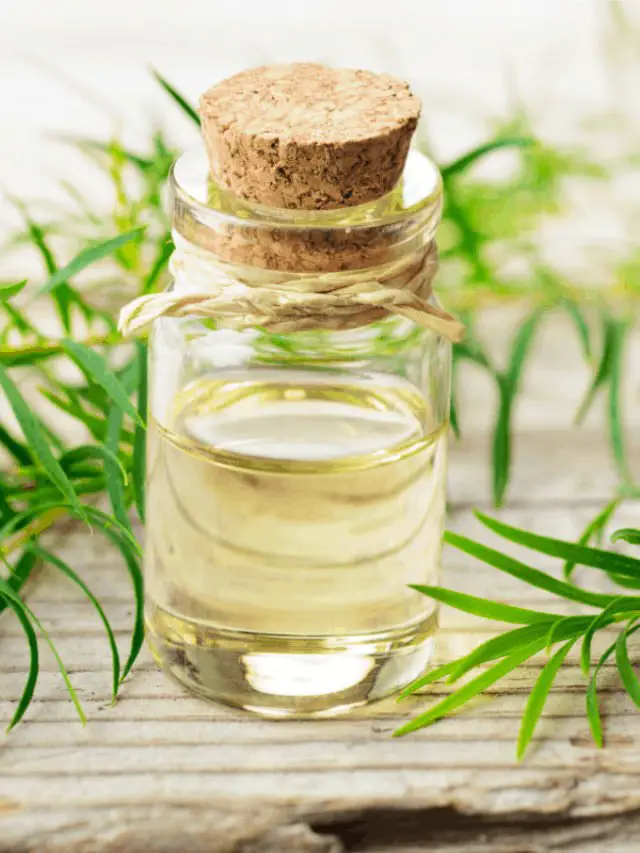 A Step By Step Guide To Making A Tea Tree Oil Repellent At Home