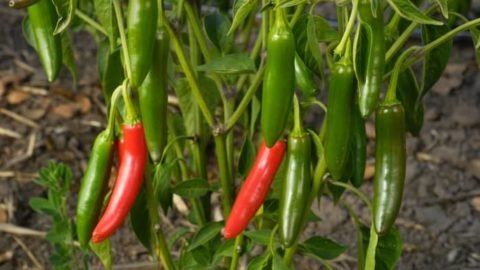 The Perfect Guide On When To Harvest Serrano Peppers