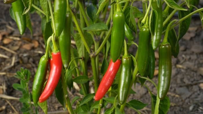 Growing and Harvesting Serrano Peppers