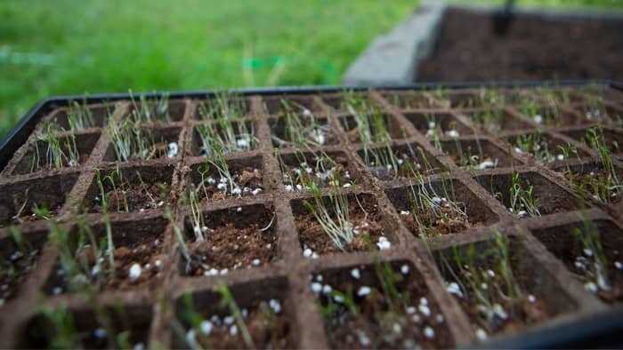 How Do You Grow Carrots From Seed To Sprout