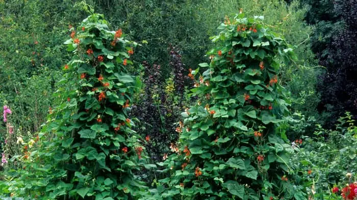 How To Help Your Green Beans Climb