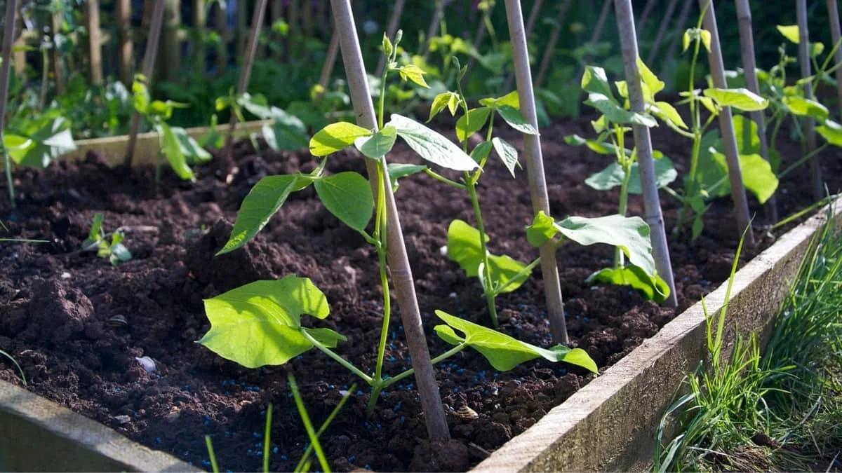 The Best Design For Green Bean Trellises