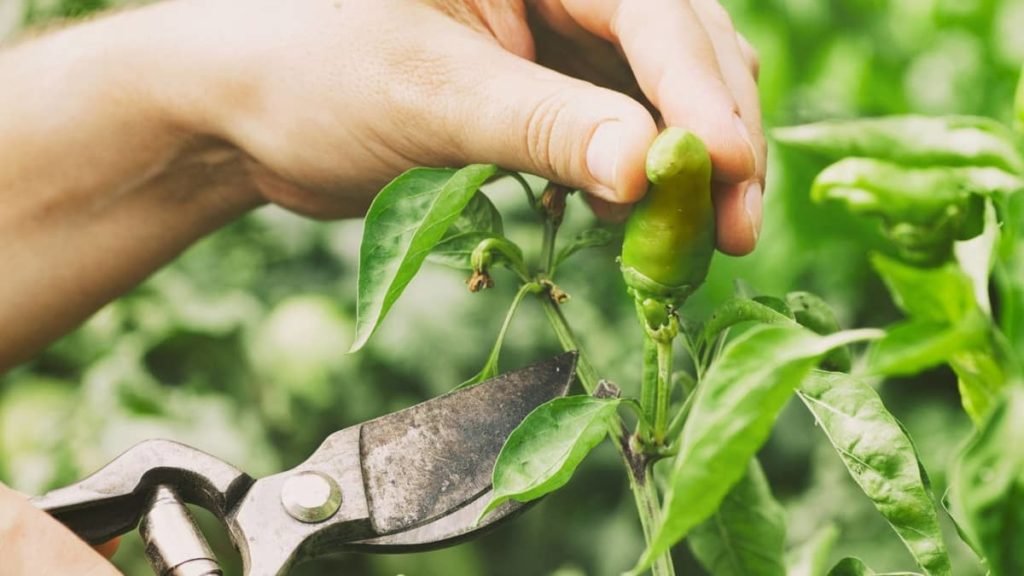 The Perfect Guide On When To Harvest Serrano Peppers Green Living Zone