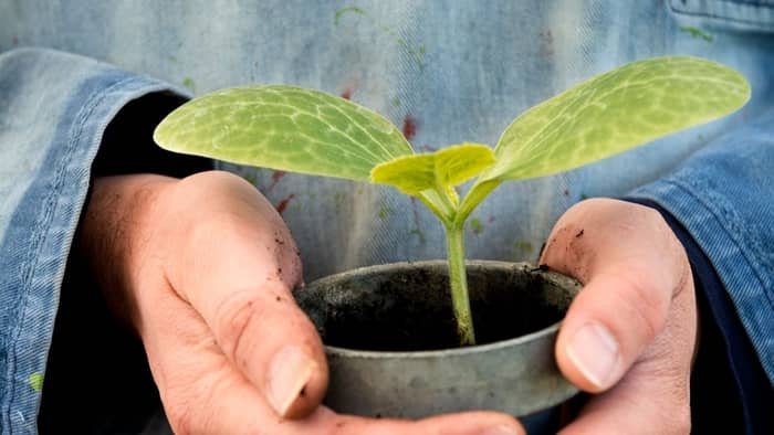 When Is The Best Time To Plant Squash