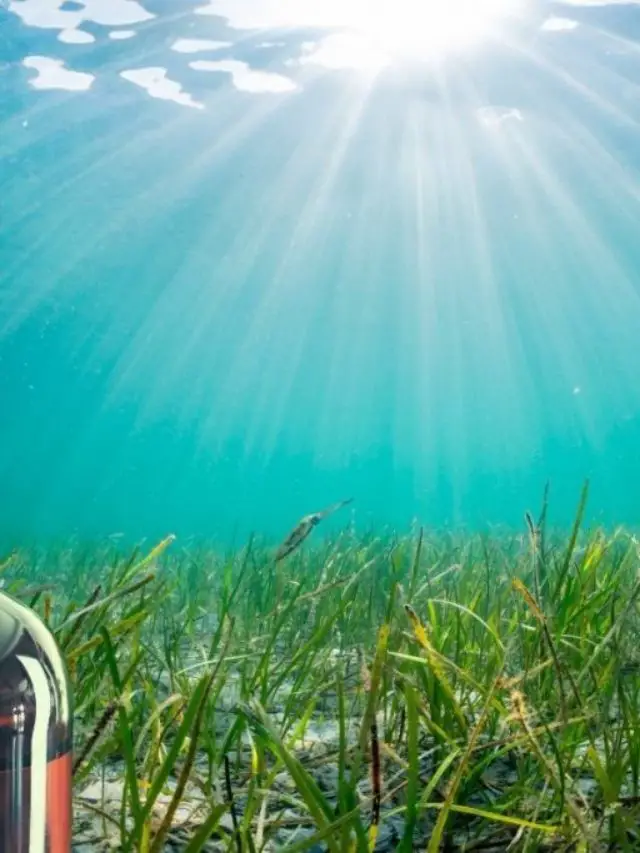 Does Ocean Alive Marine Phytoplankton Have Any Side Effects?