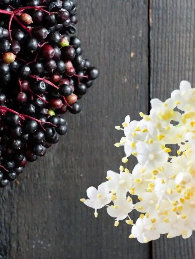 Elderberry Vs Elderflower Benefits, Risks, And Preparation