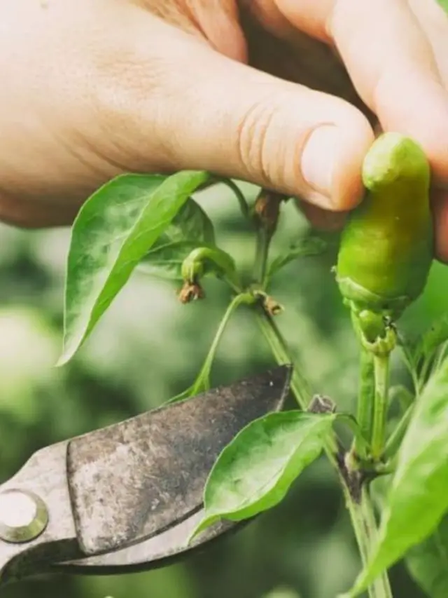 The Perfect Guide On When To Harvest Serrano Peppers