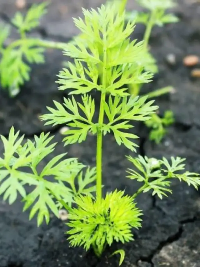 What Do Carrot Sprouts Look Like? All You Need To Know!