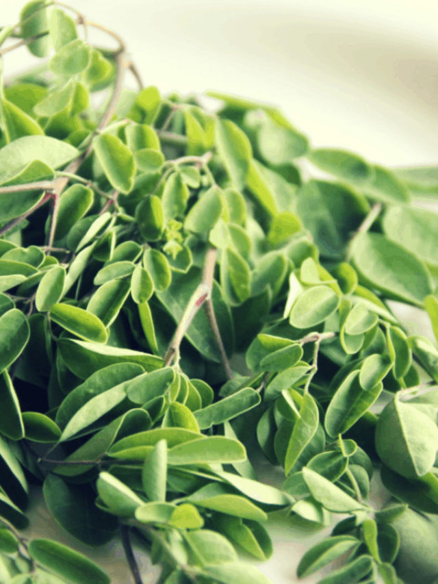 A Guide To Preparing Moringa Leaves For Drinking