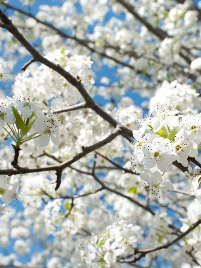 How Long Does A Bradford Pear Tree Live?