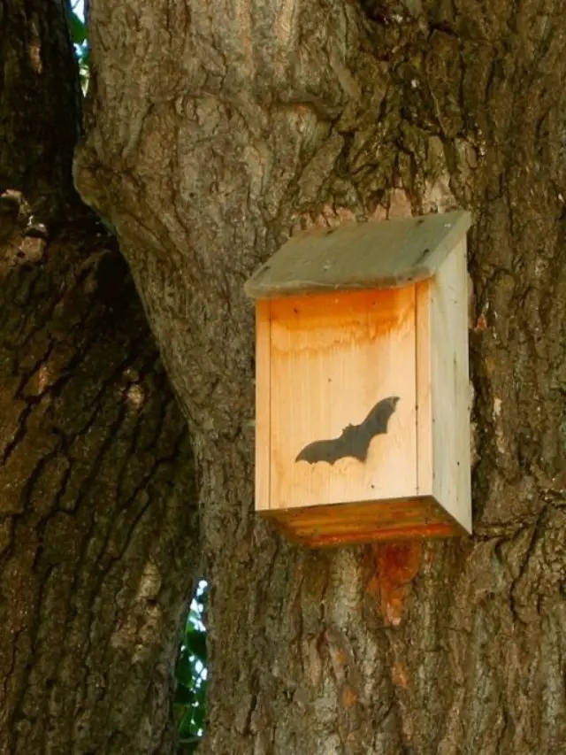 Cons Of Owning A Bat House