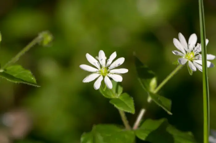 What Is Chickweed