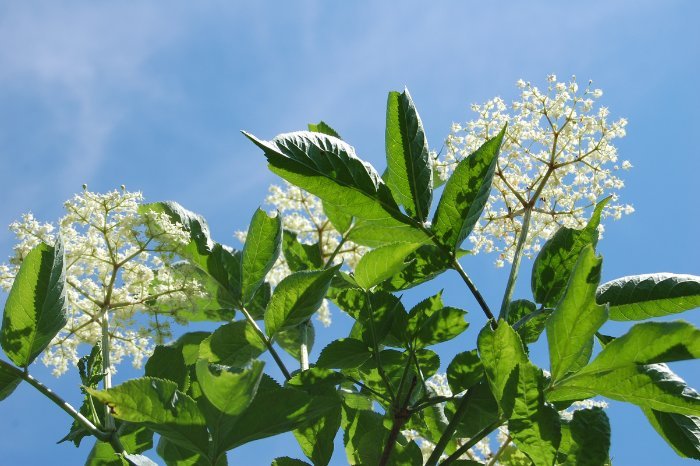 What Is Elderflower